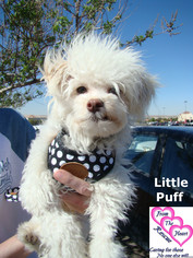 Poodle (Toy)-Unknown Mix Dogs for adoption in Canutillo, TX, USA