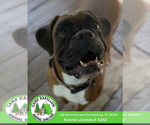Boxer Dogs for adoption in Stroudsburg, PA, USA