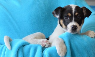 Medium Photo #1 Bluetick Coonhound-Unknown Mix Puppy For Sale in Mukwonago, WI, USA