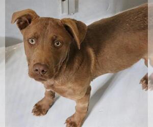 Labrador Retriever Dogs for adoption in Augusta, GA, USA