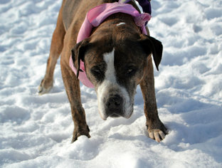 Bull-Boxer Dogs for adoption in Akron, OH, USA