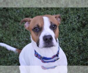 Bogle Dogs for adoption in Decatur, IL, USA
