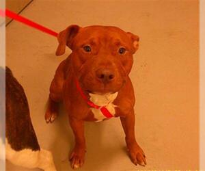 American Pit Bull Terrier-Unknown Mix Dogs for adoption in Sanford, FL, USA