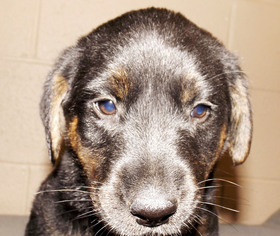 Labrottie Dogs for adoption in Oxford, MS, USA