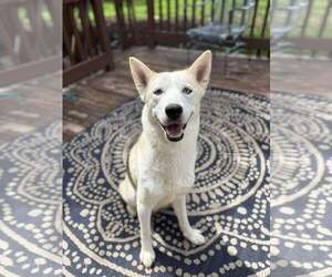Siberian Husky-Unknown Mix Dogs for adoption in Gretna, NE, USA