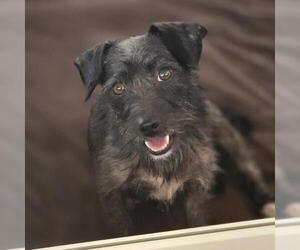 Medium Photo #2 Mutt Puppy For Sale in San Diego, CA, USA