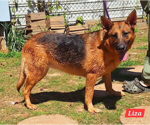 German Shepherd Dog Dogs for adoption in Montgomery, AL, USA
