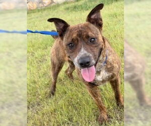 Mutt Dogs for adoption in San Diego, CA, USA