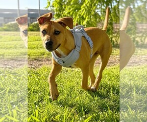 American Pit Bull Terrier-Unknown Mix Dogs for adoption in Yuba City, CA, USA