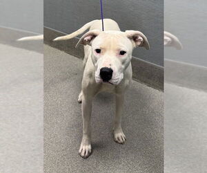 American Pit Bull Terrier-Unknown Mix Dogs for adoption in Las Vegas, NV, USA