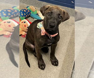 Labrador Retriever-Unknown Mix Dogs for adoption in Sterling, MA, USA