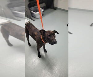 American Pit Bull Terrier-Unknown Mix Dogs for adoption in St. Cloud, FL, USA