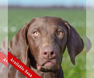 Chocolate Labrador retriever-Pointer Mix Dogs for adoption in Huntley, IL, USA