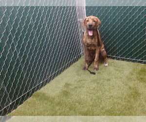 Fila Brasileiro-Unknown Mix Dogs for adoption in Downey, CA, USA