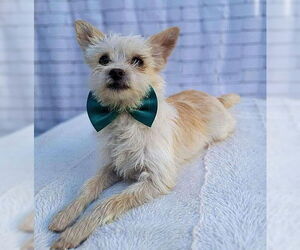 Poocan Dogs for adoption in Genesee, WI, USA