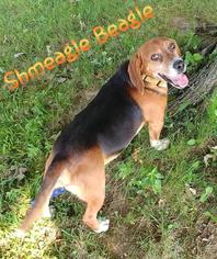 Small Beagle Mix
