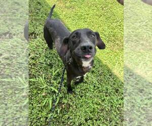 Mutt Dogs for adoption in Abbeville, LA, USA
