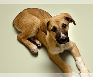 German Shepherd Dog-Unknown Mix Dogs for adoption in Tulsa, OK, USA