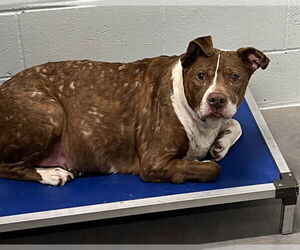American Pit Bull Terrier-Unknown Mix Dogs for adoption in Tavares, FL, USA