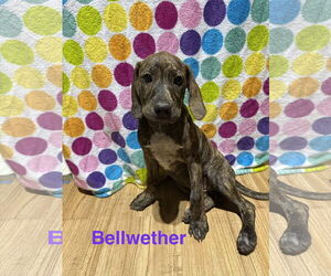 Labrador Retriever-Unknown Mix Dogs for adoption in Ball Ground, GA, USA