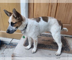 Mutt Dogs for adoption in Paso Robles, CA, USA
