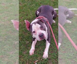 American Staffordshire Terrier Dogs for adoption in Fort Lauderdale, FL, USA