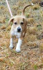 English Foxhound Dogs for adoption in Durham, NC, USA