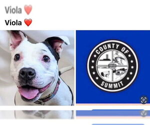 American Pit Bull Terrier-Labrador Retriever Mix Dogs for adoption in Akron, OH, USA
