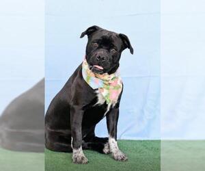 American Bulldog Dogs for adoption in Bakersfield, CA, USA