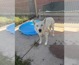 Huskies -Unknown Mix Dogs for adoption in Modesto, CA, USA