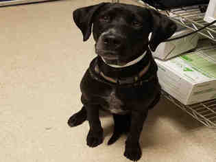 Lab-Pointer Dogs for adoption in Bakersfield, CA, USA
