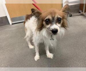 Papillon Dogs for adoption in Forestville, MD, USA