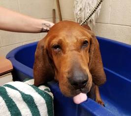 Redbone Coonhound Dogs for adoption in Gilbertsville, PA, USA