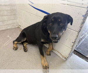 Rottweiler-Unknown Mix Dogs for adoption in San Bernardino, CA, USA