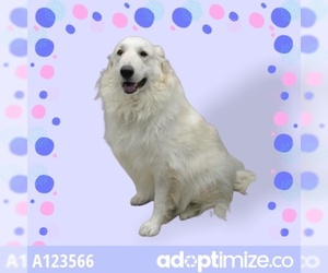 Great Pyrenees Dogs for adoption in Fairbanks, AK, USA