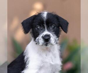 Jack Russell Terrier-Unknown Mix Dogs for adoption in San Diego, CA, USA