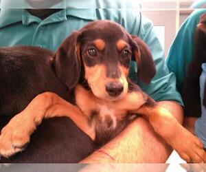 Mutt Dogs for adoption in Oklahoma City, OK, USA