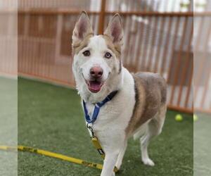 Siberian Husky-Unknown Mix Dogs for adoption in Las Vegas, NV, USA