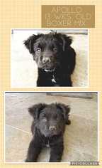 Boxador Dogs for adoption in Mesa, AZ, USA