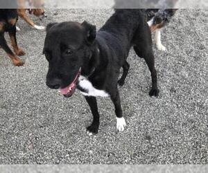 Labrador Retriever-Unknown Mix Dogs for adoption in Matthews, NC, USA