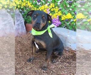 Rottweiler-Unknown Mix Dogs for adoption in Oklahoma City, OK, USA