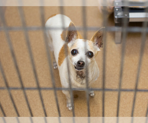 Chiweenie Dogs for adoption in Martinez, CA, USA