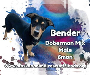 Doberman Pinscher-Unknown Mix Dogs for adoption in Anchorage, AK, USA