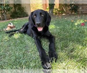 Labrador Retriever-Unknown Mix Dogs for adoption in Clovis, CA, USA