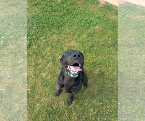 Labrador Retriever-Unknown Mix Dogs for adoption in Grovetown, GA, USA