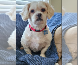 Medium Photo #4 Lhasa Apso-Unknown Mix Puppy For Sale in Cranston, RI, USA