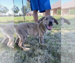 Borador Dogs for adoption in OKLAHOMA CITY, OK, USA