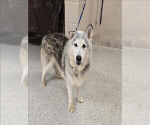 Siberian Husky-Unknown Mix Dogs for adoption in Conroe, TX, USA