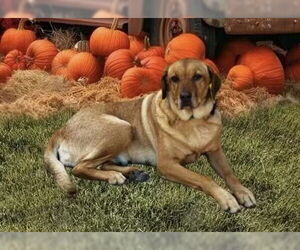 Golden Labrador Dogs for adoption in Fort Worth, TX, USA