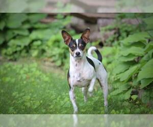 Rat-Cha Dogs for adoption in Eden Prairie, MN, USA